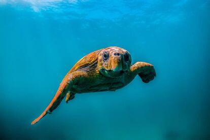 Una tortuga en aguas maldivas.
