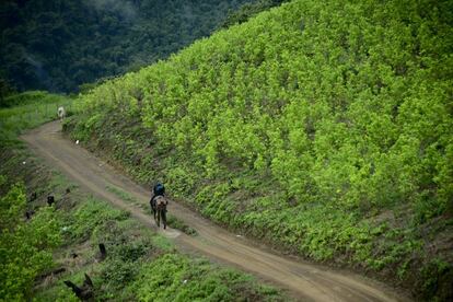 Un campo de hoja de coca en Colombia, donde según la estimación de la Casa Blanca hay 212.000 hectáreas destinadas a ese cultivo.