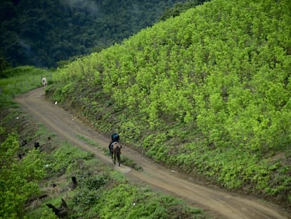 Un campo de hoja de coca en Colombia, donde según la estimación de la Casa Blanca hay 212.000 hectáreas destinadas a ese cultivo.