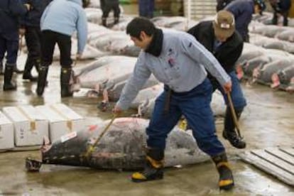 Transportan un atún durante la primera subasta de pescado del año, hoy en Tsukiji Market en Tokio.