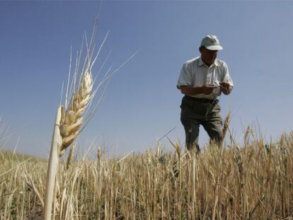 Un agricultor en una plantación de trigo.