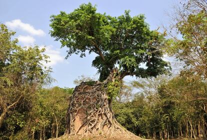 Ruinas de Sambor, la vieja capital del imperio pre angkoriano de Chenla, en Camboya.