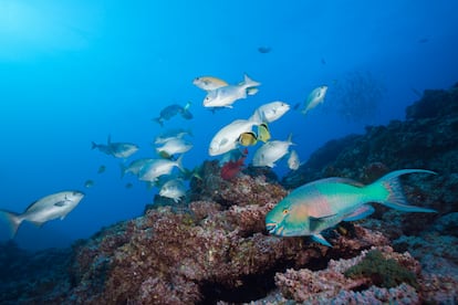 Un banco de peces en el archipiélago de Revillagigedo (México).