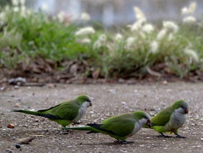 Tres ejemplares de cotorras argentinas en un parque.