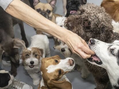Madrid, una ciudad a medida para los perros