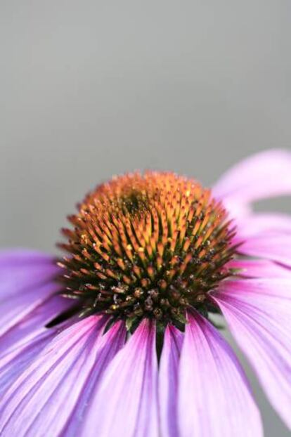 Detalle de la flor de la Echinacea, un gran remedio natural para mejorar las defensas del cuerpo humano.