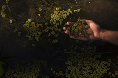 Los humedales cumplen un rol clave como reserva de agua dulce y de biodiversidad al brindar alimento, refugio y sitios de reproducción a numerosas especies de peces, algunas de ellas migratorias, de alto valor económico e interés para la pesca