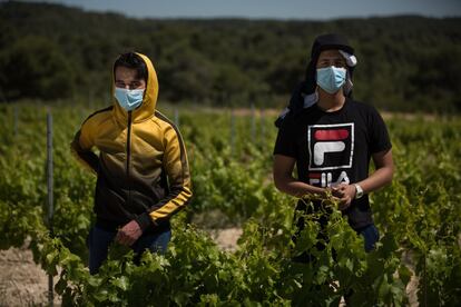 Mohammed Gheziel y Mouad Lmadani, dos jóvenes marroquíes que acaban de cumplir 18 años, trabajan en un campo de viñedos de Tarragona.