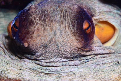 Un pulpo en el nuevo arrecife artificial de la costa de Barcelona.