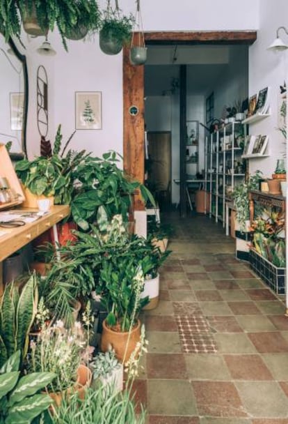 Dos rincones de Planthae, un comercio especializado en plantas que se encuentra en el barrio madrileño de Lavapiés.