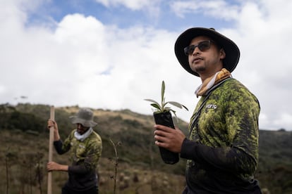 Duvan Mazo sostiene un frailejón durante la siembra en el parámo de Santa Inés.