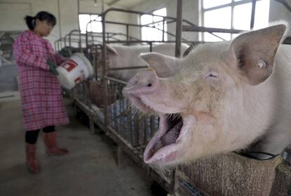 Una mujer da agua a unos cerdos en una granja de Liaocheng, en China.