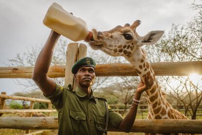 Un guarda alimentaba con biberón a una jirafa de siete meses abandonada por su madre, el 9 de julio en Baringo. La pequeña nacida en la reserva, permanece en un cercado cerca de la oficina, donde recibe leche dos veces al día y duerme en un recinto durante la noche. Sin la intervención humana, probablemente hubiera muerto. 