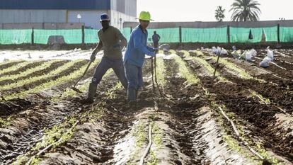 Trabajadores en una finca de San Javier, Murcia, muy afectada por las lluvias