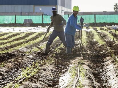 Trabajadores en una finca de San Javier, Murcia, muy afectada por las lluvias