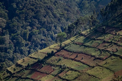 Alrededores del parque nacional de la Selva Impenetrable Bwindi.