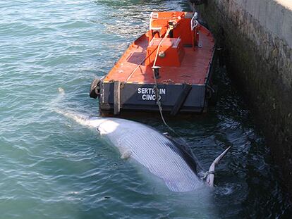 Cadáver de ballena hallado ayer en la bahía de Cádiz y remolcado al puerto de la capital.