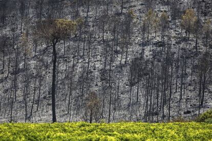 Efectos del fuego en la zona de Barraca de Aguas Vivas, en el término de Carcaixent.