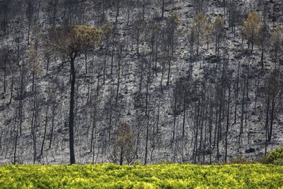 Efectos del fuego en la zona de Barraca de Aguas Vivas, en el t&eacute;rmino de Carcaixent.