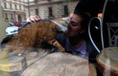 (FILES) This file photo taken on March 13, 2016 shows a photo taken through a shop window while showing a customer kissing a cat at the cat cafe Kocicí Kavarna, on March 13, 2016 in Prague. 
Already popular in Japan, Taiwan, parts of Asia and Europe, cat cafes are booming in the Czech Republic, with a dozen having popped up in the EU member of 10.5 million people since the summer of 2014. / AFP PHOTO / Michal Cizek / TO GO WITH AFP STORY BY JAN FLEMR