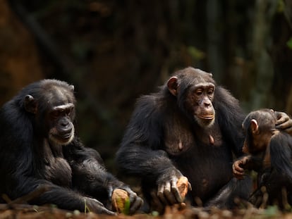 Los chimpancés son capaces de comprender la situación de otros individuos en apuros y prestar la ayuda adecuada de forma flexible.