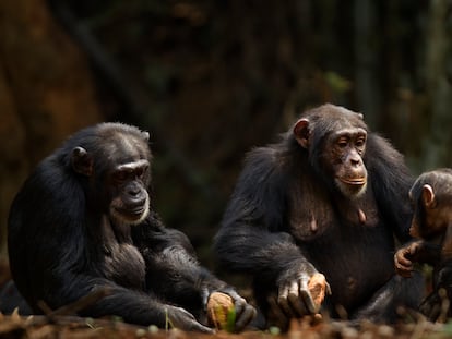 Chimpanzees can understand the situation of other individuals in distress and provide the necessary help.