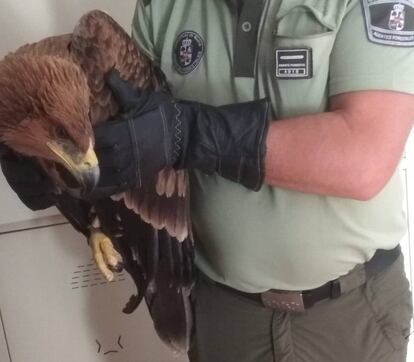 Ejemplar de águila imperial recuperado en Pelayos de la Presa.