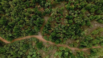 Vista a&eacute;rea de un bosque en Prilep (Macedonia).