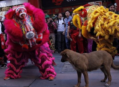 Um cachorro observa ao desfile do Ano Novo Lunar no bairro chinês da Cidade de México (México).