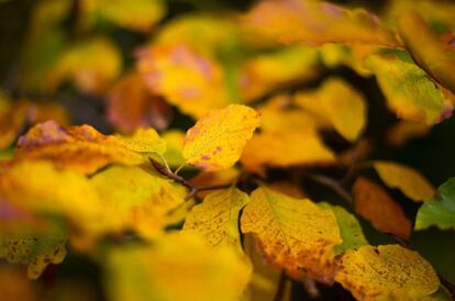 Hojas con los colores del otoño en Gnadenwald (Austria), el 2 de octubre de 2017.