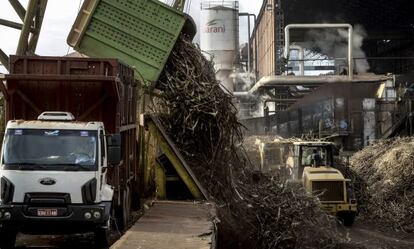 Camiones descargan ca&ntilde;a de az&uacute;car Brasil.