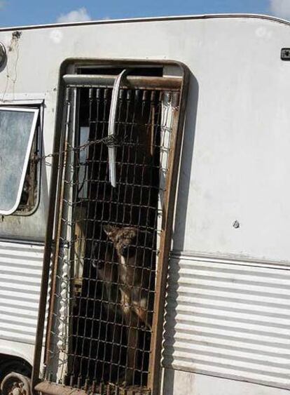 Otros dos canes, en una autocaravana destartalada.