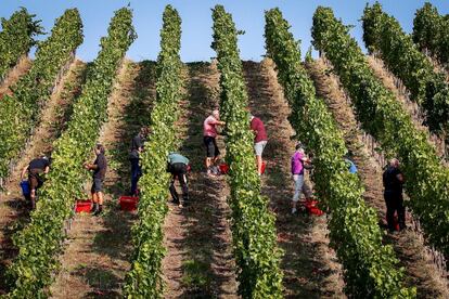 Trabajadores recogen la uva en el primer día de vendimia en un viñedo cercano a Schengen, Luxemburgo.