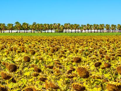 Cultivo de girasol en Rota (Cádiz) a mediados de julio de 2023.