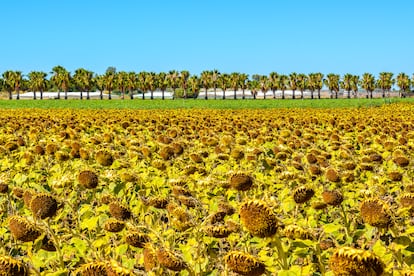 Cultivo de girasol en Rota (Cádiz) a mediados de julio de 2023.