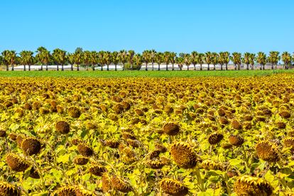 Cultivo de girasol en Rota (Cádiz) a mediados de julio de 2023.