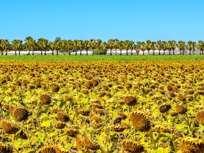 Cultivo de girasol en Rota (Cádiz) a mediados de julio de 2023.