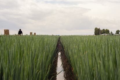 Campos de cultivo de cebolla en el valle de San Joaquín.