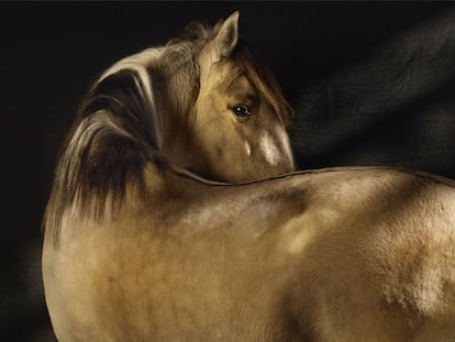 Sorraia I, un equino de patas potentes, uno de los animales más bellos retratados por el fotógrafo.