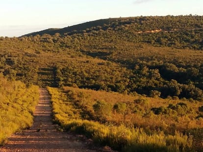 Estado actual de uno de los cortafuegos sancionados, en una imagen facilitada por la propiedad de la finca. 