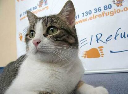 <i>Nico,</i> el gato que sobrevivió tras ser arrojado desde un coche.