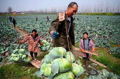 Campesinos recolectan coles en Huarong, provincia de Hunan, en la frontera con Hubei, el pasado 5 de marzo.