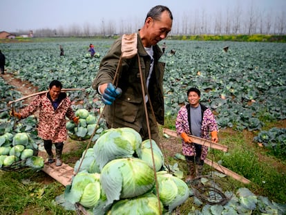 Campesinos recolectan coles en Huarong, provincia de Hunan, en la frontera con Hubei, el pasado 5 de marzo.