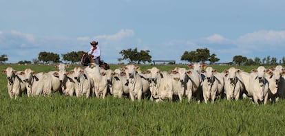 Hacienda San José es una empresa agroindustrial que ya se ha hecho un nombre como uno de los proveedores de ganado más sostenibles de América Latina.