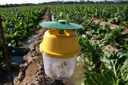 Insectos machos atrapados para impedir el apareamiento.