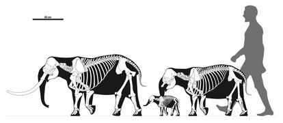 Comparativa de tamaños entre un elefante enano de SIcilia (macho adulto, una hembra y una cría de la especie) y un humano.