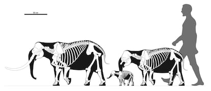 Comparativa de tamaños entre un elefante enano de SIcilia (macho adulto, una hembra y una cría de la especie) y un humano.