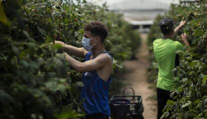 Dos de jóvenes migrantes que se incorporaron durante el estado de alarma a la campaña de la recogida de frutos rojos en Huelva, en una imagen de mayo de 2020.
