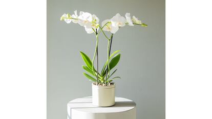 Orquídea blanca.