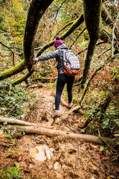 Un bosque en pleno otoño en el concejo asturiano de Colunga.